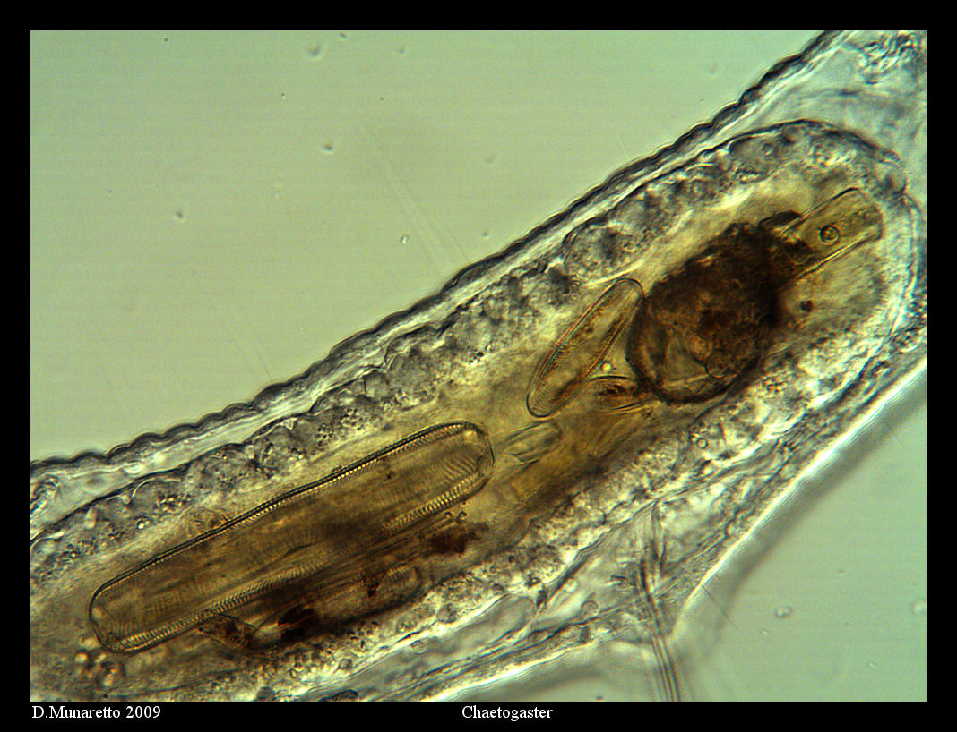 Lacrime di Coccodrillo...o di Chaetogaster?